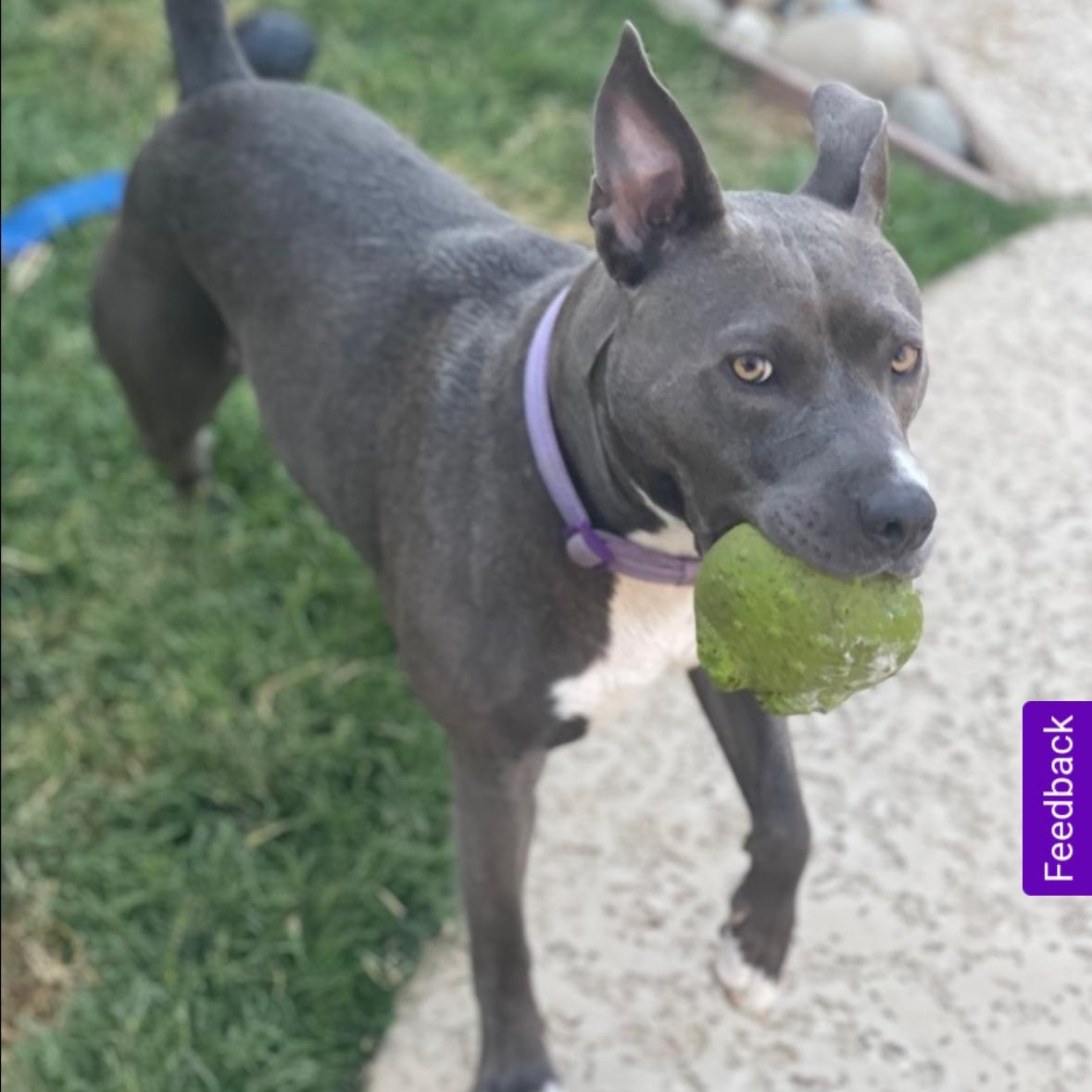 Tinsel, a Adoptable Pit Bull Terrier in Hayward, CA image 5/6
