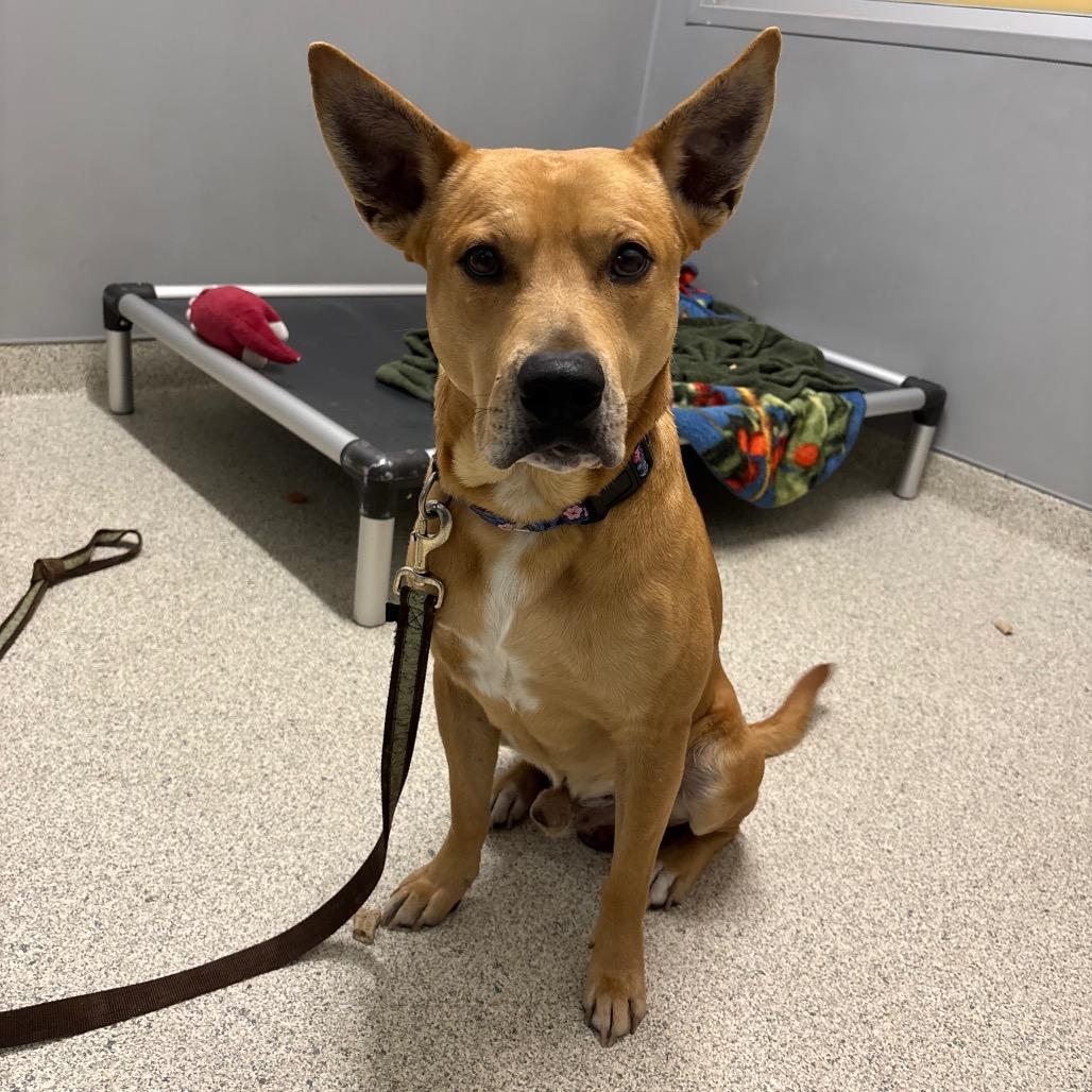 Enlarge Odin, a Adoptable Mixed Breed in Jacksonville, FL image 1/4