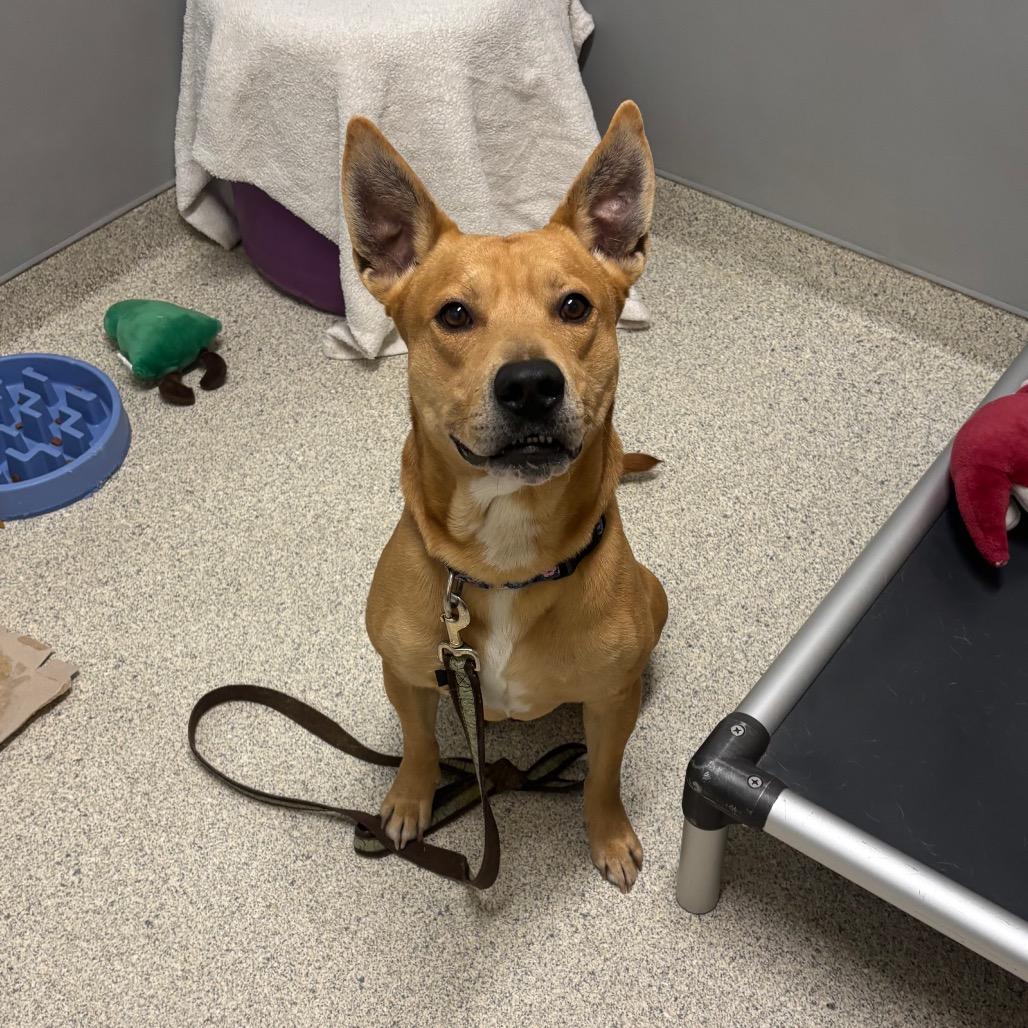 Enlarge Odin, a Adoptable Mixed Breed in Jacksonville, FL image 2/4