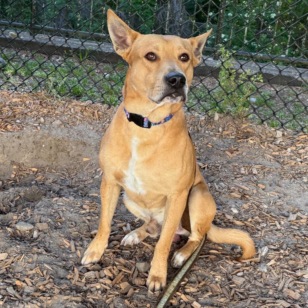Enlarge Odin, a Adoptable Mixed Breed in Jacksonville, FL image 3/4