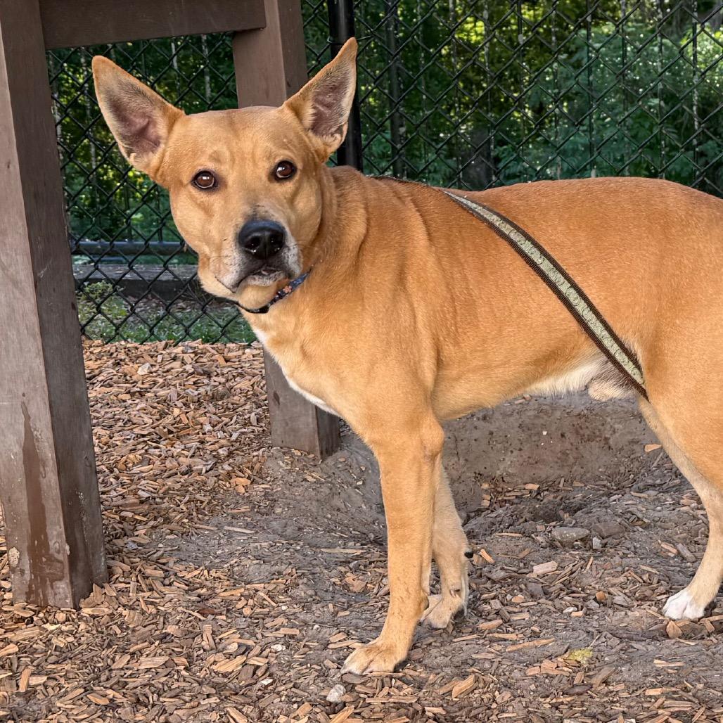 Enlarge Odin, a Adoptable Mixed Breed in Jacksonville, FL image 4/4