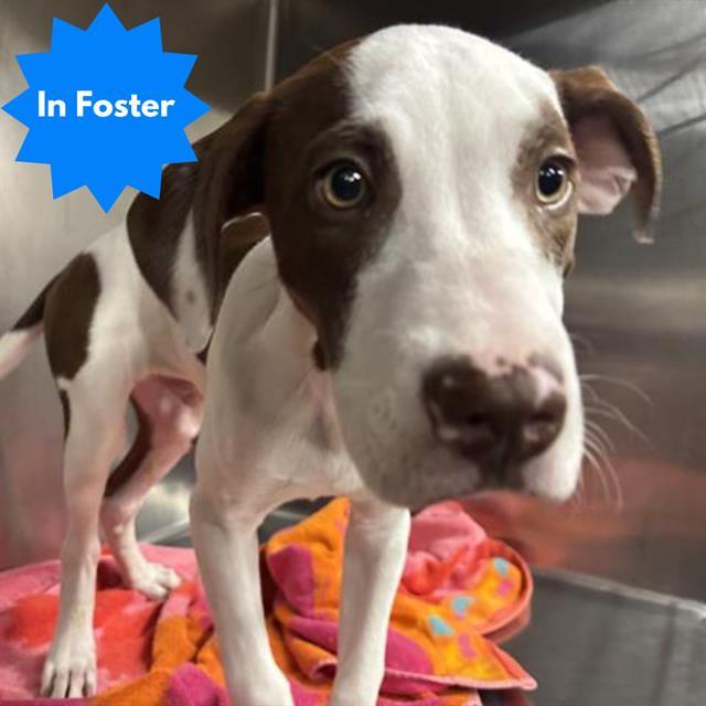 CAIRO, Adoptable, Young Male Pit Bull Terrier.