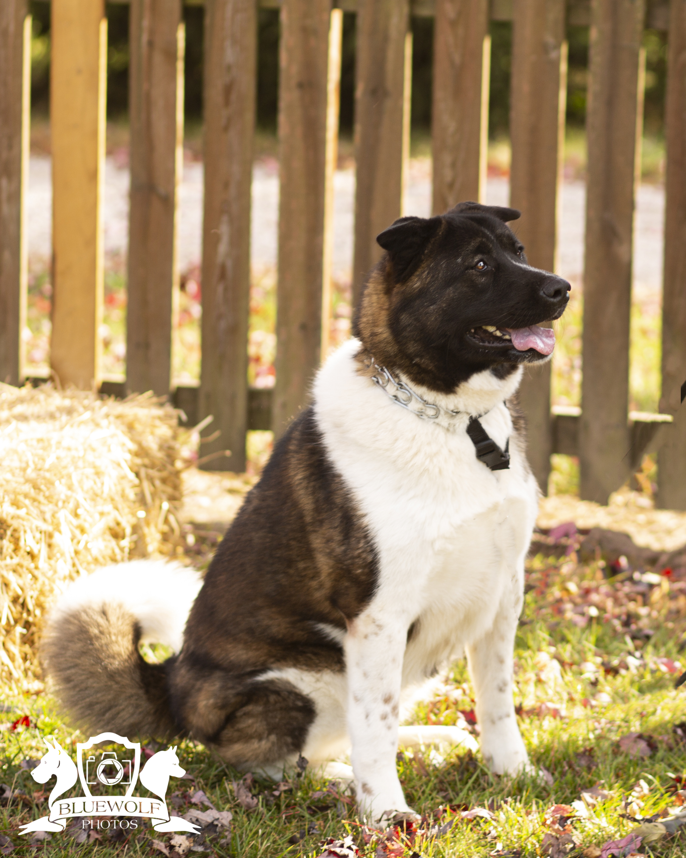 Sasha, Adoptable, Adult Female Akita.