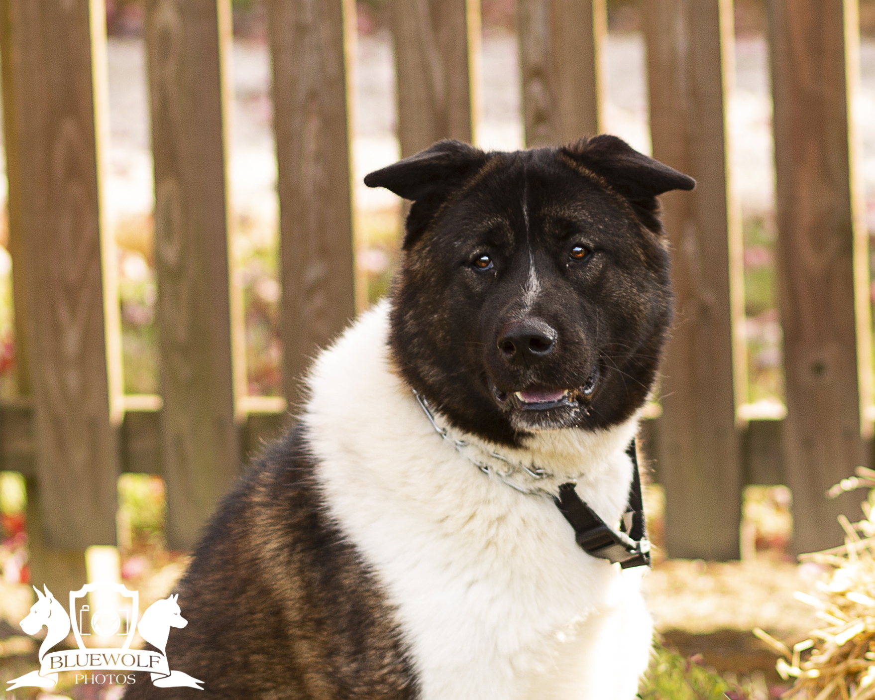 Sasha, a Adoptable Akita in Springfield, IL image 2/10