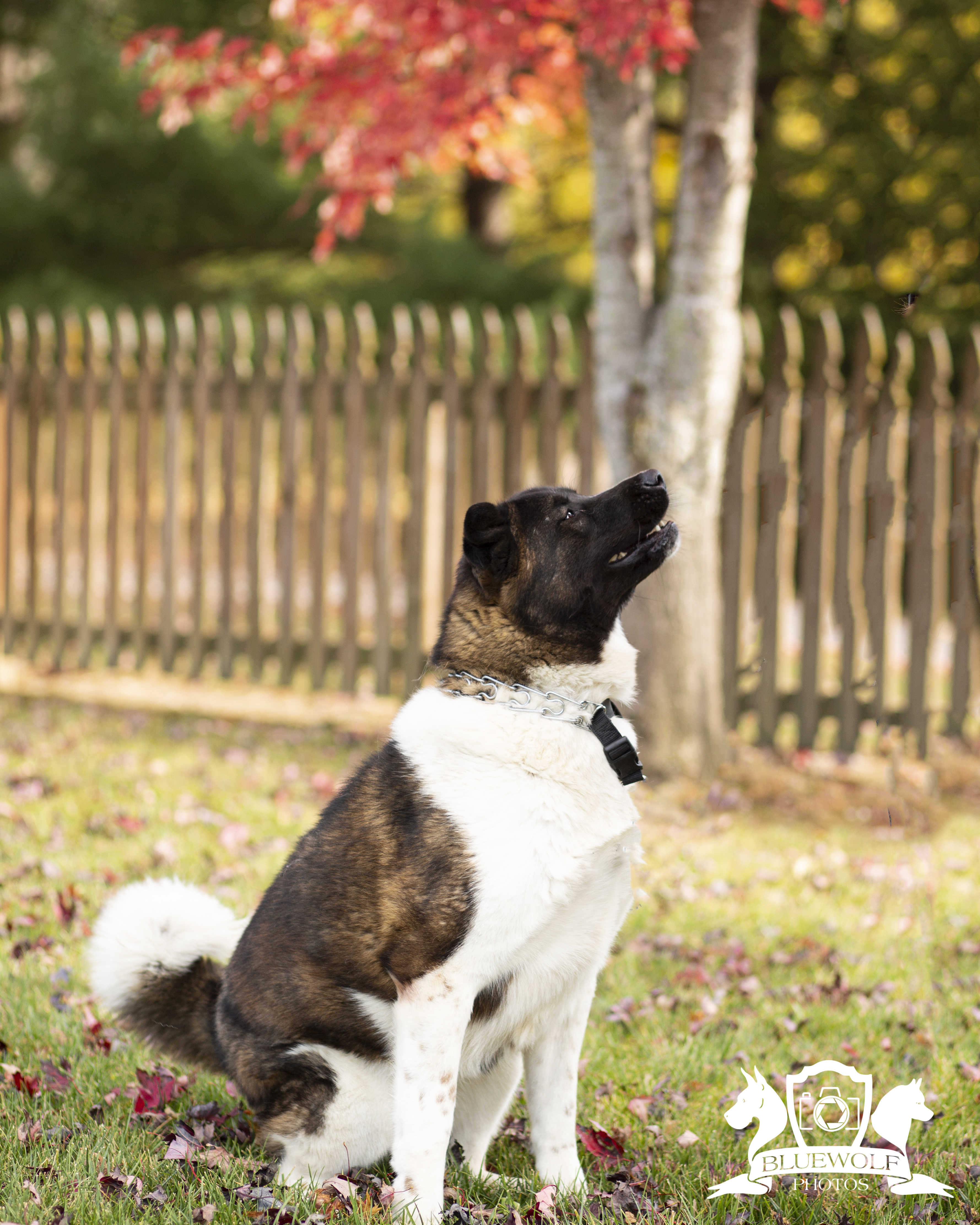 Sasha, a Adoptable Akita in Springfield, IL image 3/10