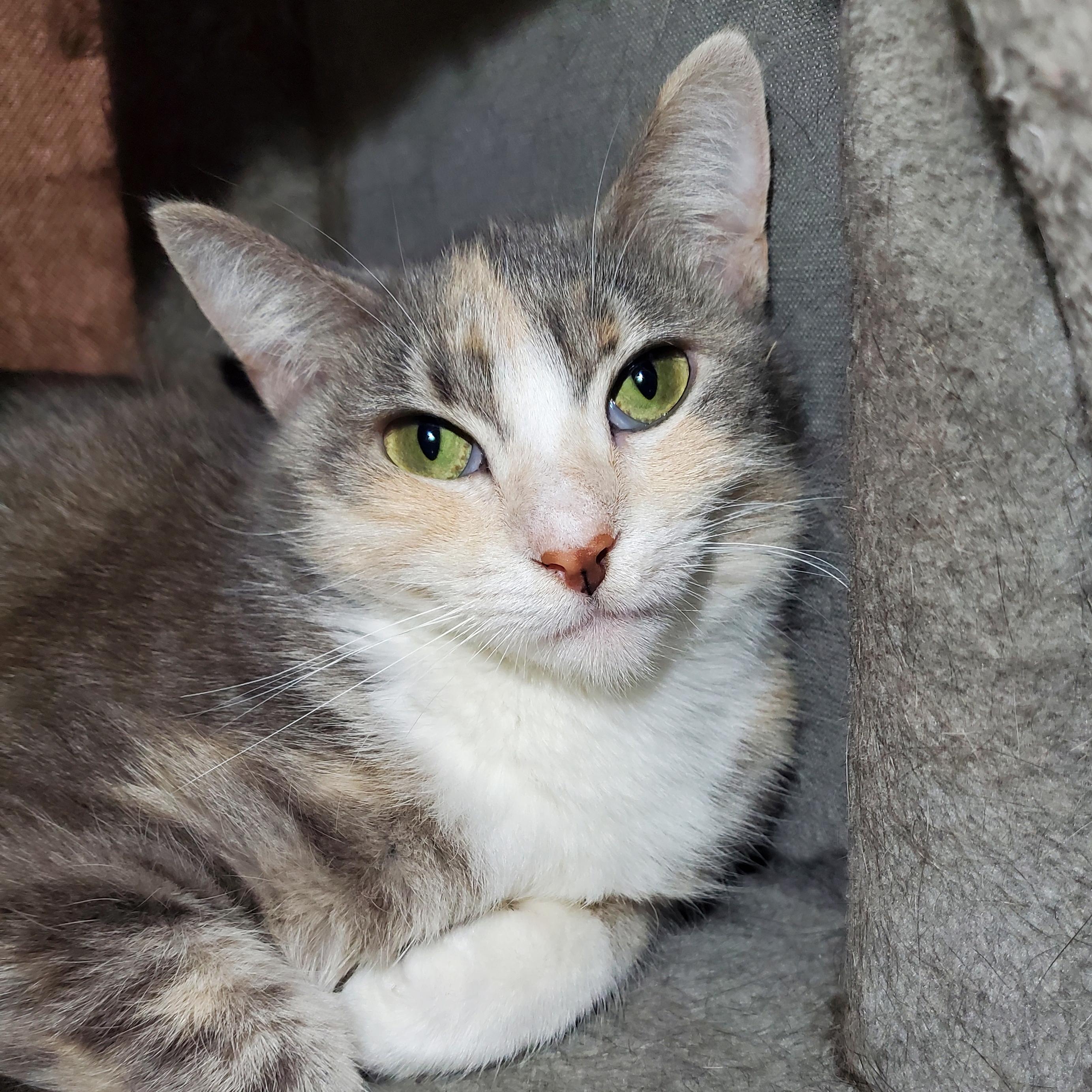 Savannah, Adoptable, Adult Female Domestic Short Hair.