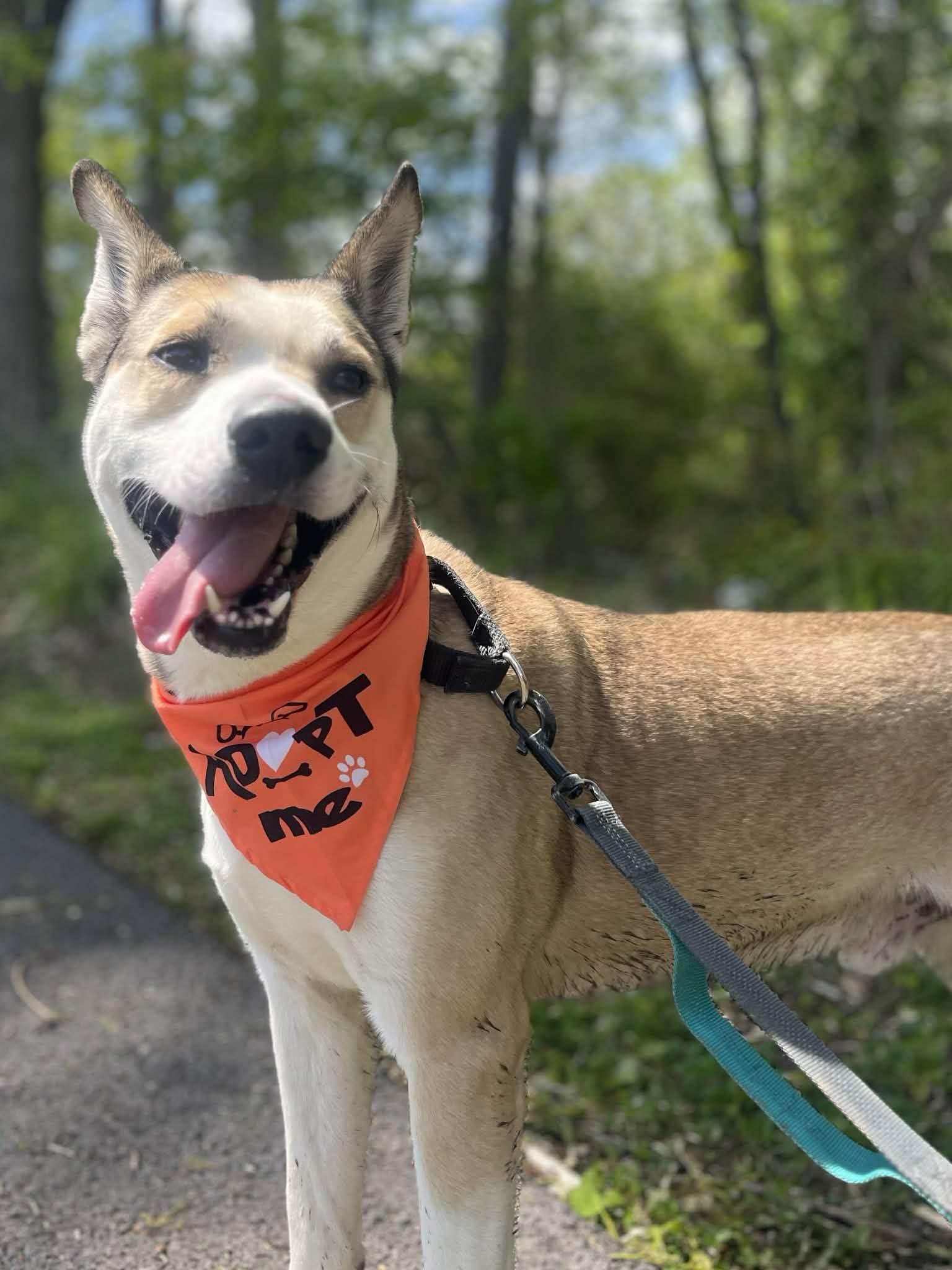 Enlarge Tipper, a Adoptable mixed breed in Greensburg, PA image 3/6