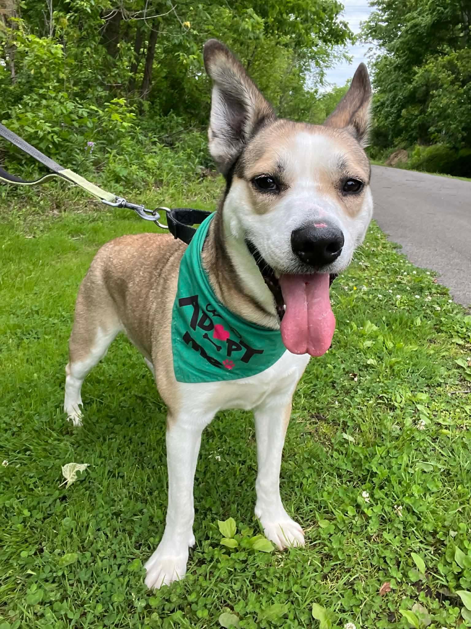 Enlarge Tipper, a Adoptable mixed breed in Greensburg, PA image 1/6