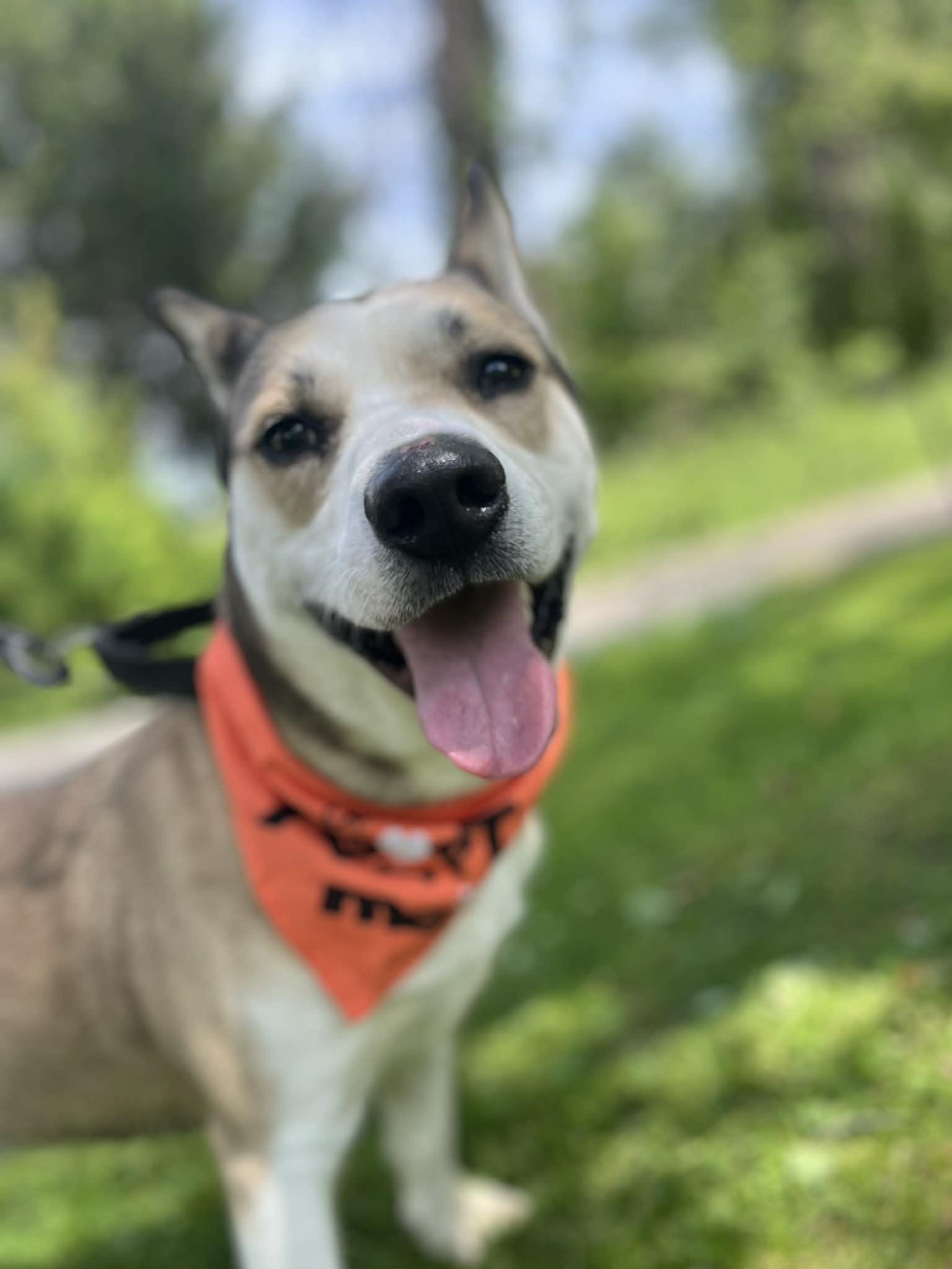 Enlarge Tipper, a Adoptable mixed breed in Greensburg, PA image 4/6