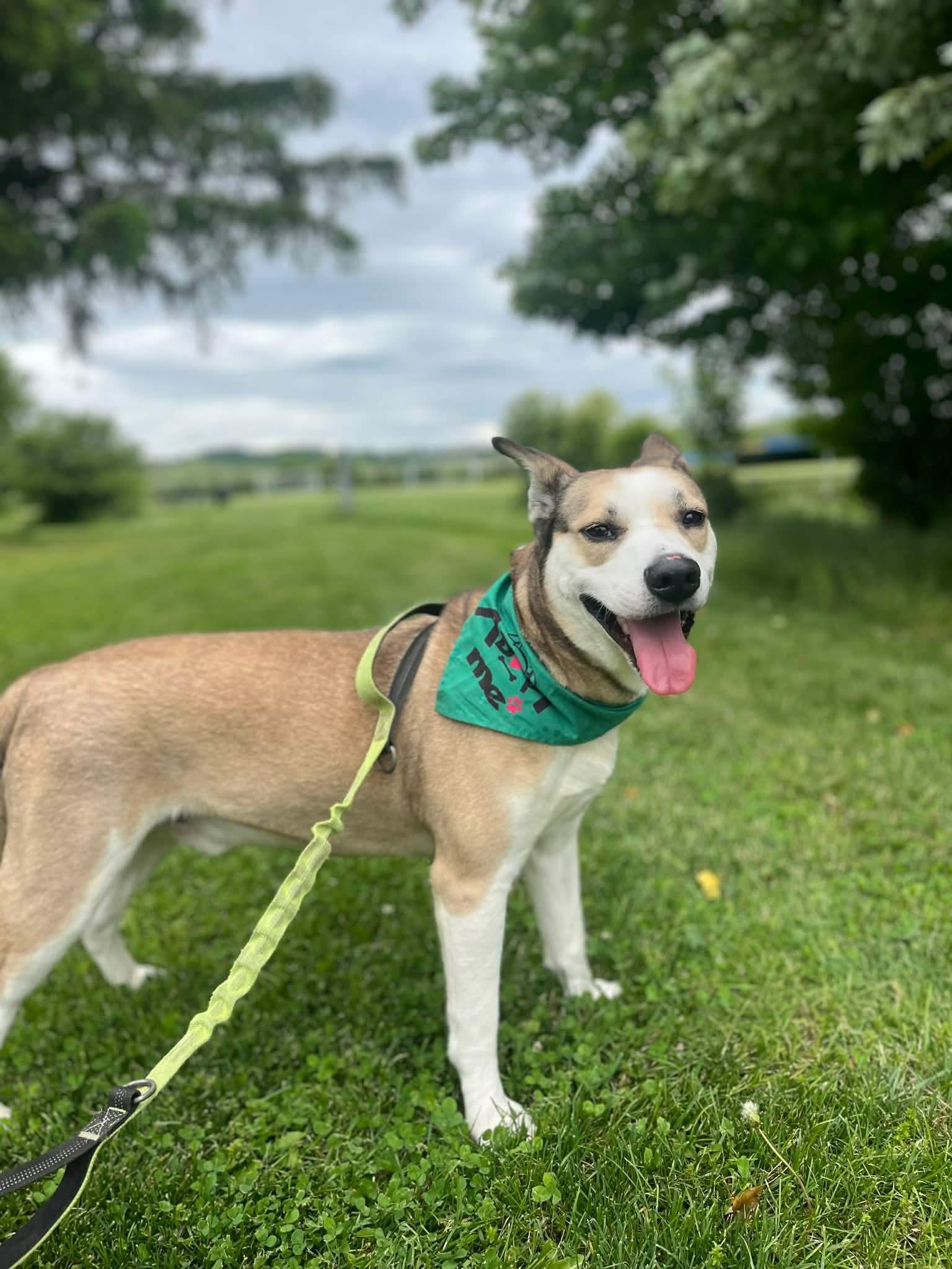 Enlarge Tipper, a Adoptable mixed breed in Greensburg, PA image 5/6
