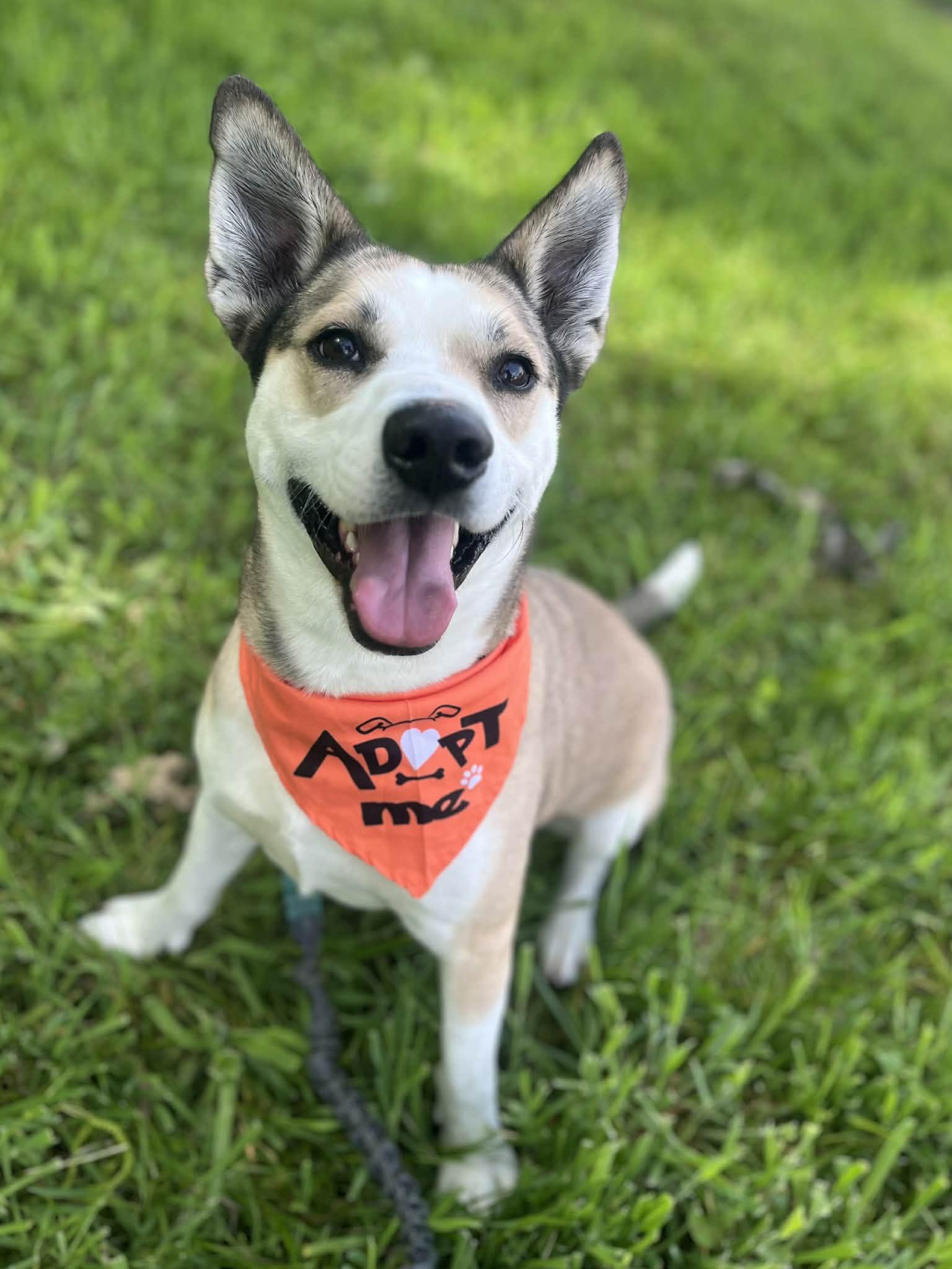 Enlarge Tipper, a Adoptable mixed breed in Greensburg, PA image 2/6