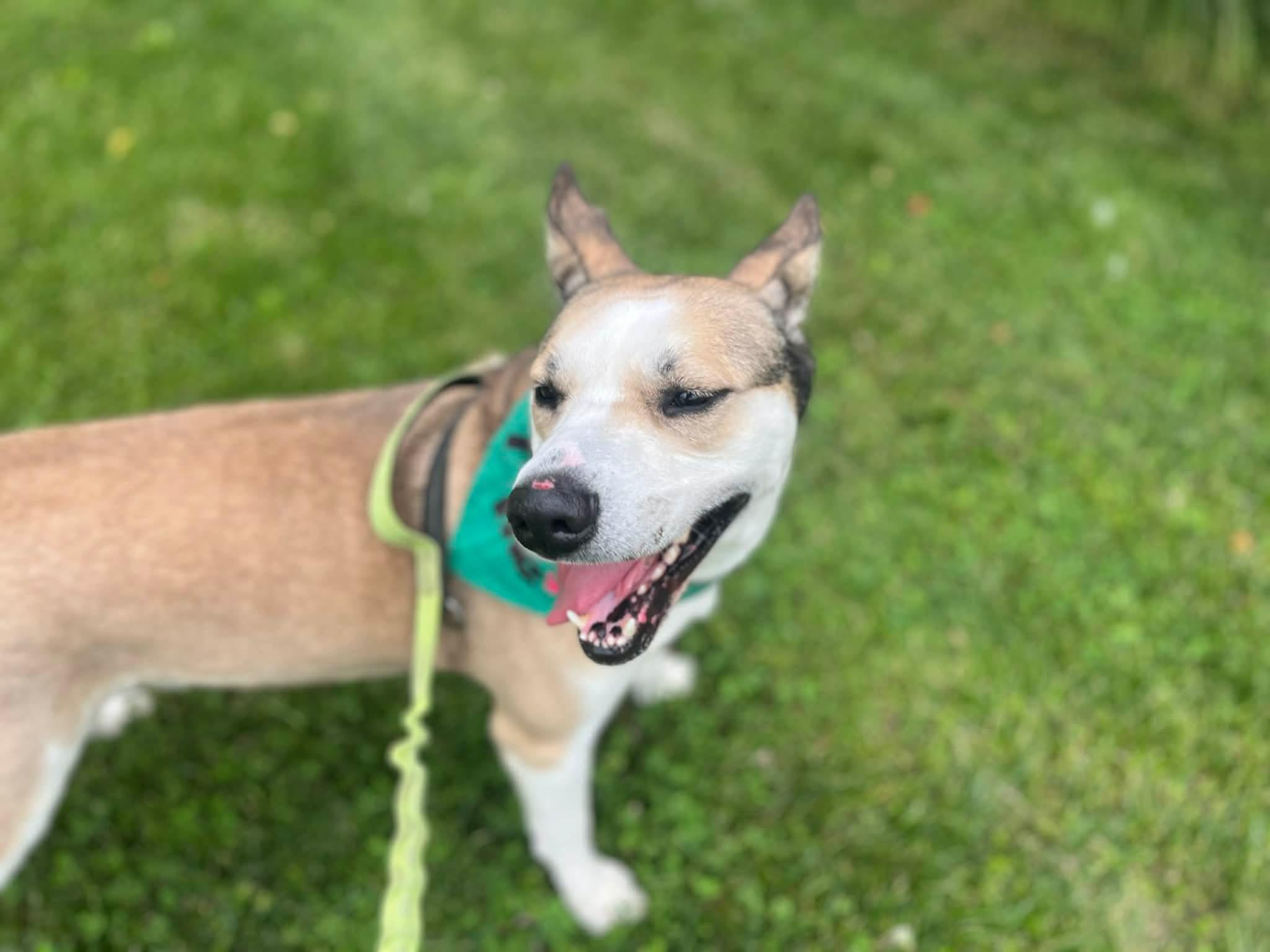 Enlarge Tipper, a Adoptable mixed breed in Greensburg, PA image 6/6