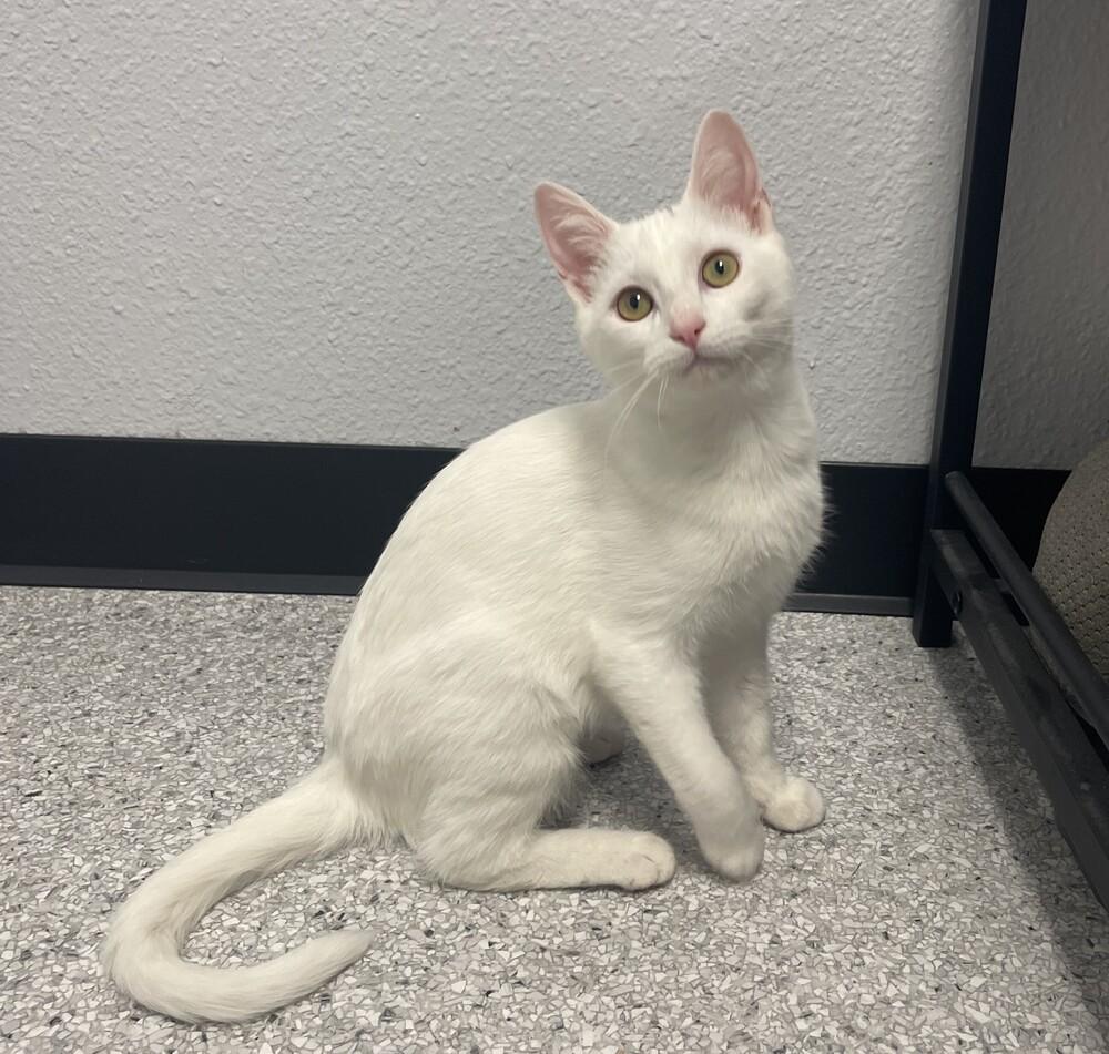 Pearl, Adoptable, Kitten Female Domestic Short Hair.
