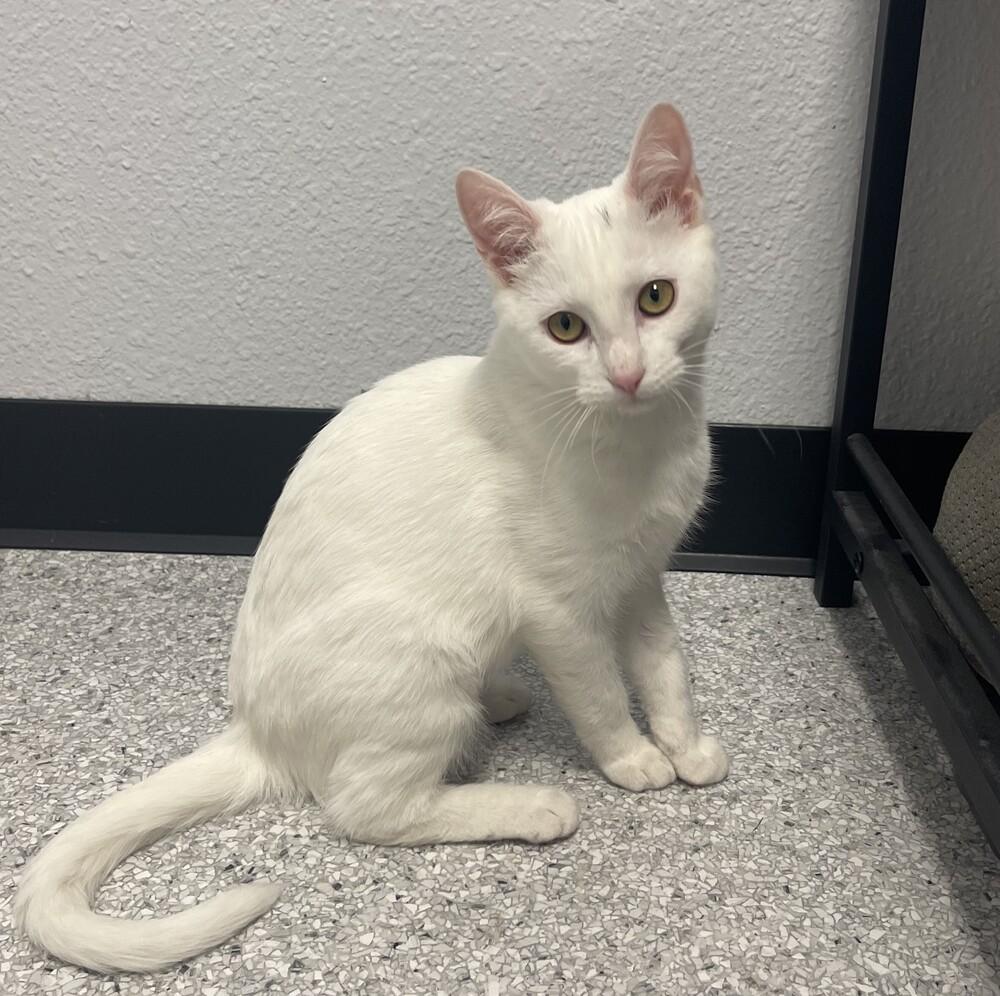 Pearl — thumbnail 2