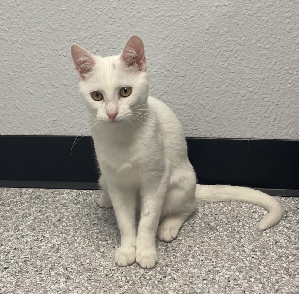 Pearl — thumbnail 3