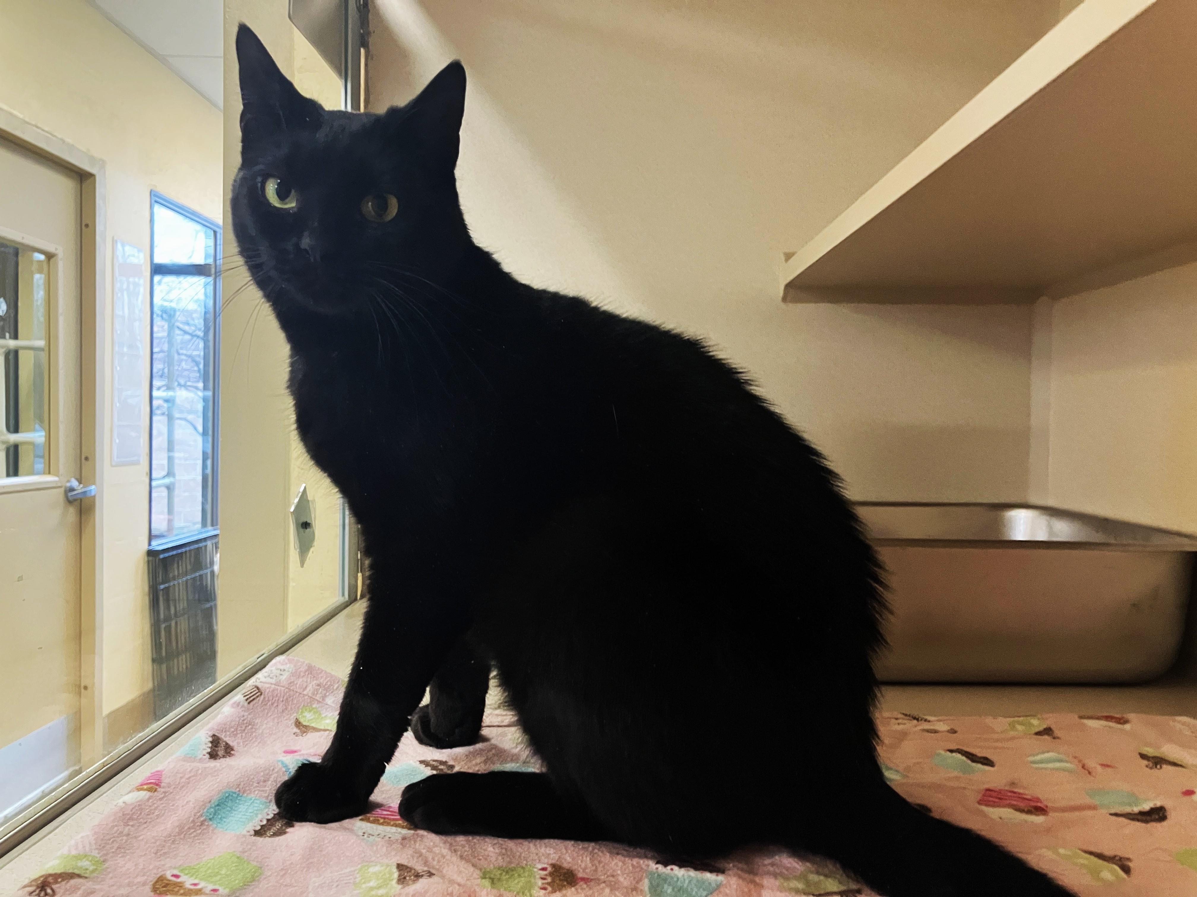 Enlarge Rarity, a ADOPTABLE Domestic Short Hair in Eatontown, NJ image 3/4