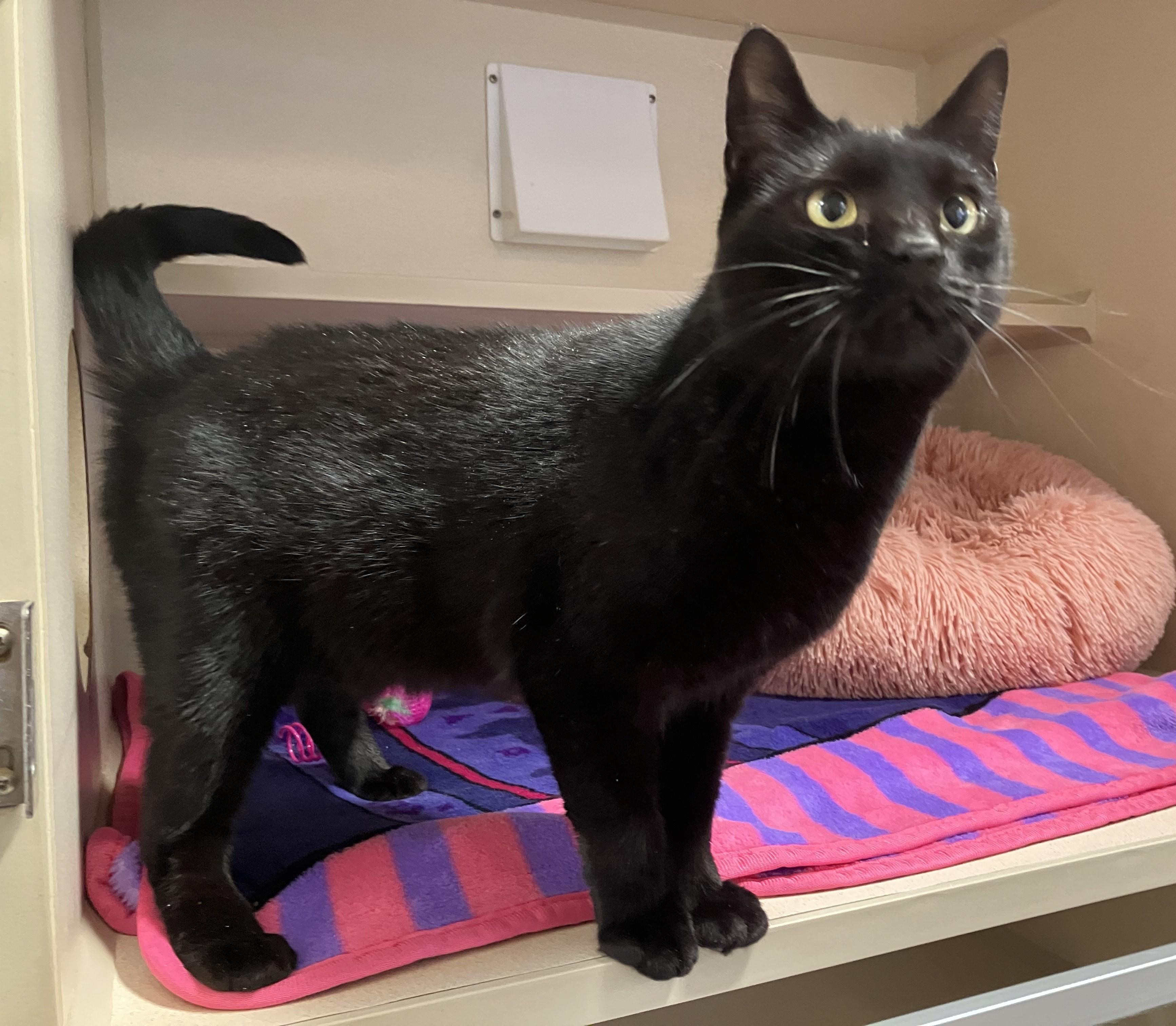 Enlarge Rarity, a ADOPTABLE Domestic Short Hair in Eatontown, NJ image 2/4
