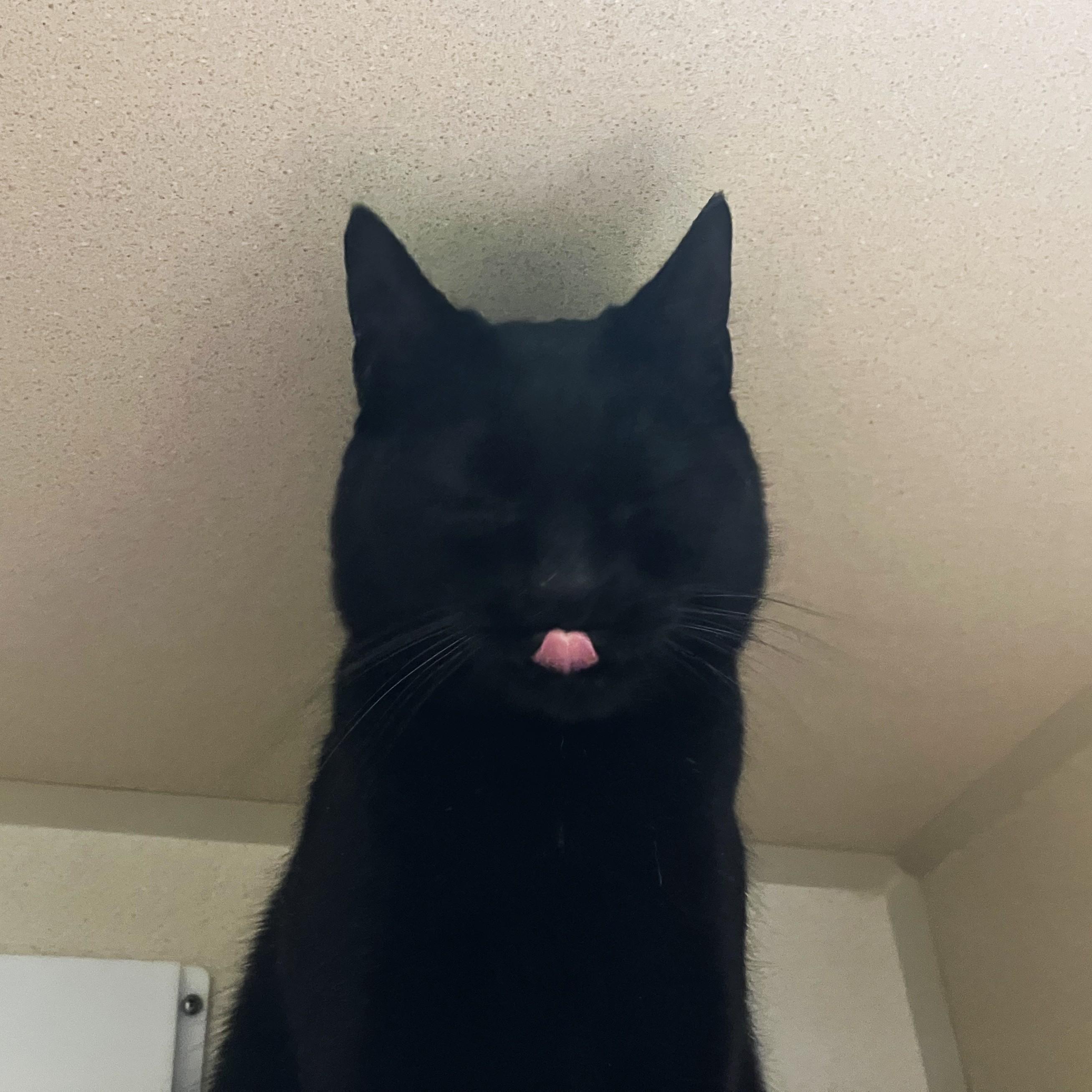 Enlarge Rarity, a ADOPTABLE Domestic Short Hair in Eatontown, NJ image 4/4