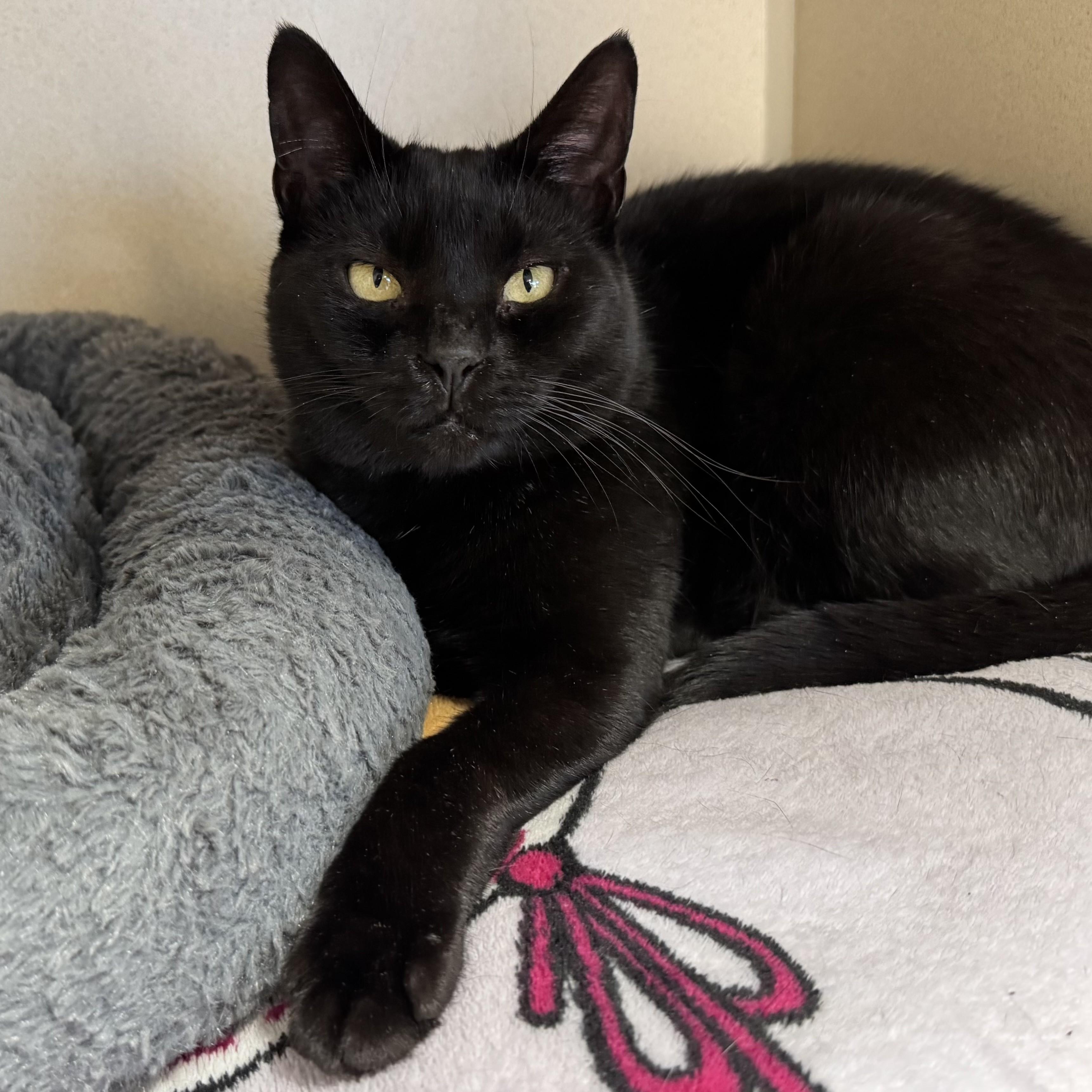 Rarity, ADOPTABLE, Adult Female Domestic Short Hair.