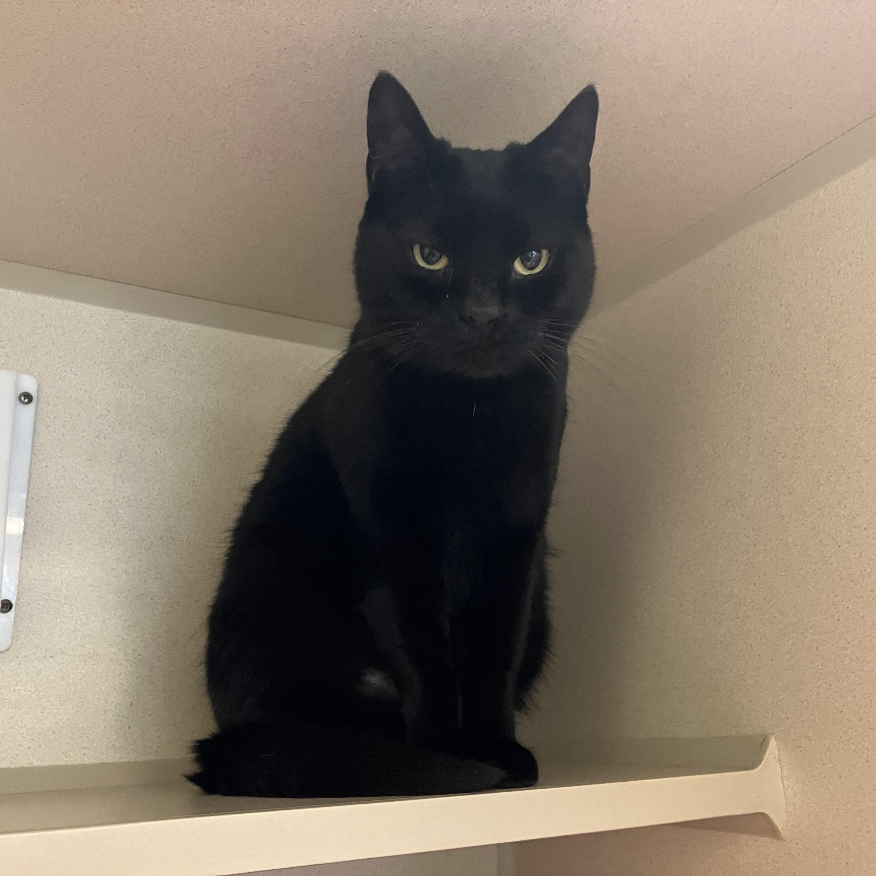 Rarity, ADOPTABLE, Adult Female Domestic Short Hair.