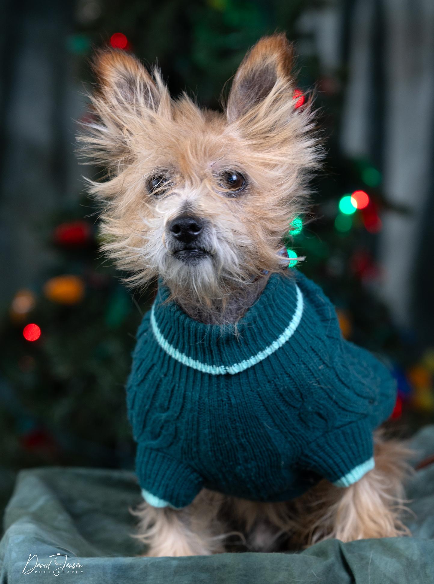 Enlarge Cooper, a ADOPTABLE mixed breed in Anchorage, AK image 1/1