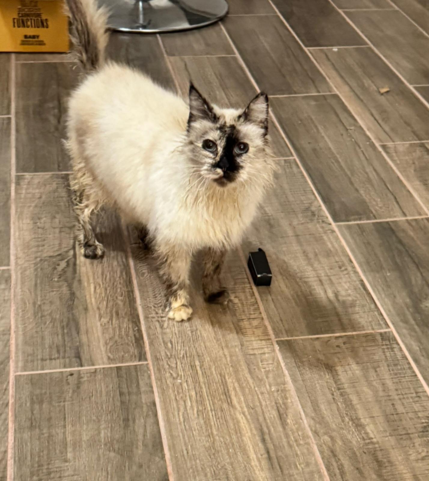 Enlarge Dolly, a Adoptable Domestic Long Hair in Encinitas, CA image 1/1
