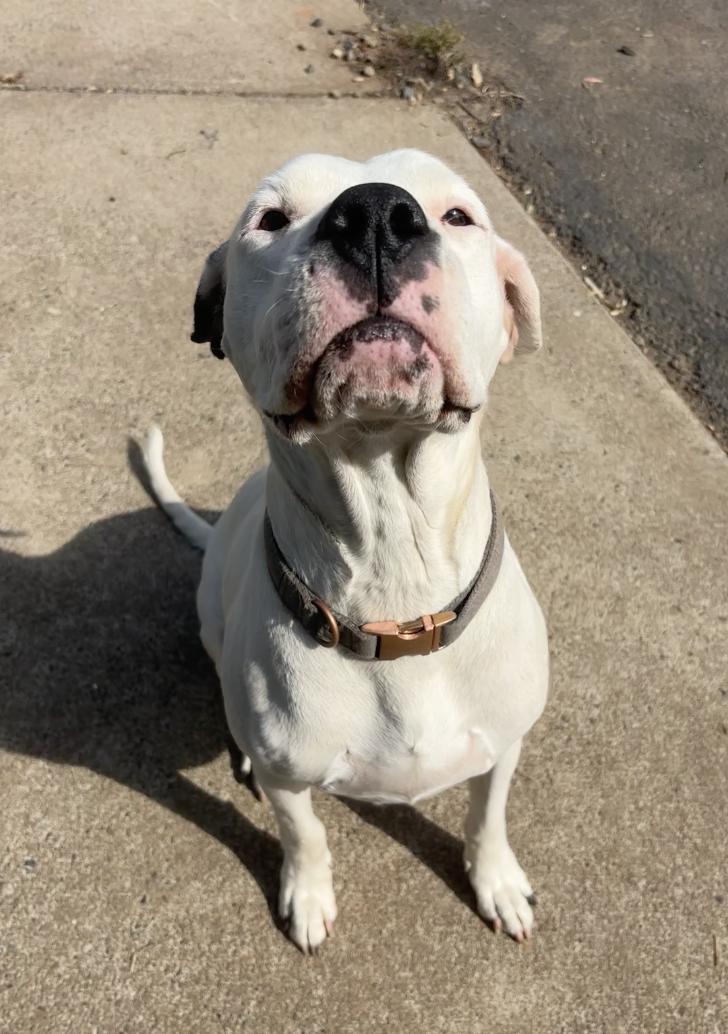 Enlarge Harley- Located in Portland, OR now, a Adopted mixed breed in PORTLAND, OR image 3/3