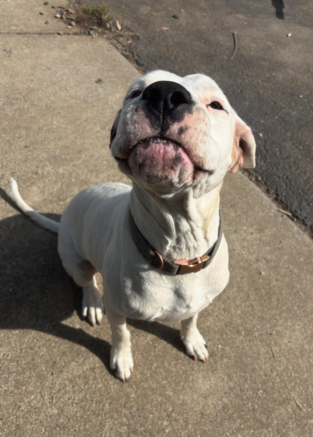 Enlarge Harley- Located in Portland, OR now, a Adopted mixed breed in PORTLAND, OR image 2/3
