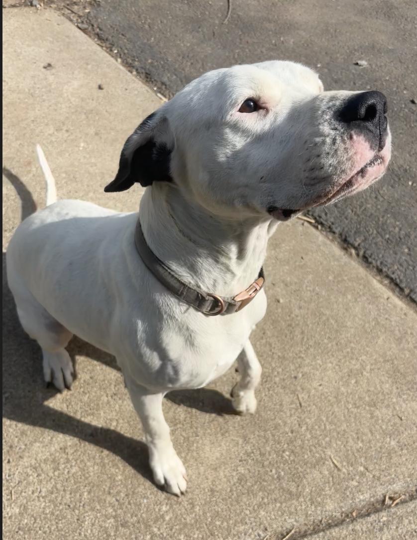 Enlarge Harley- Located in Portland, OR now, a Adopted mixed breed in PORTLAND, OR image 1/3