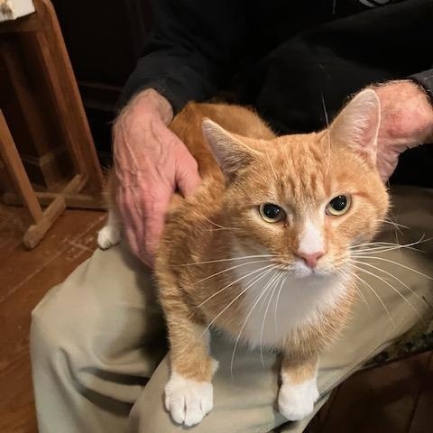 Copper, a ADOPTABLE Domestic Short Hair in Melrose, MA image 2/6