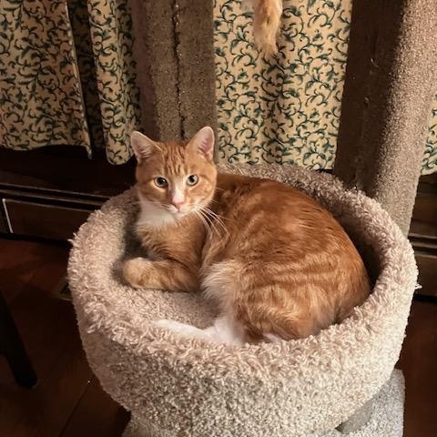 Copper, ADOPTABLE, Young Male Domestic Short Hair.