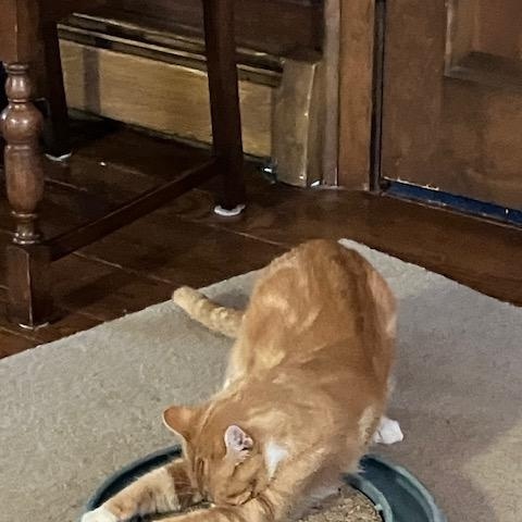 Copper, a ADOPTABLE Domestic Short Hair in Melrose, MA image 4/6