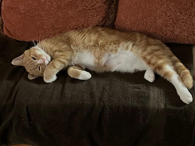 Copper, a ADOPTABLE Domestic Short Hair in Melrose, MA image 3/6