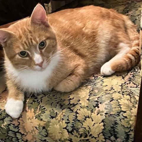 Copper, a ADOPTABLE Domestic Short Hair in Melrose, MA image 6/6