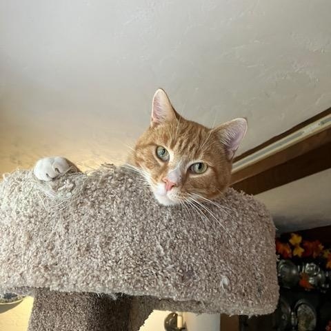 Copper, a ADOPTABLE Domestic Short Hair in Melrose, MA image 5/6