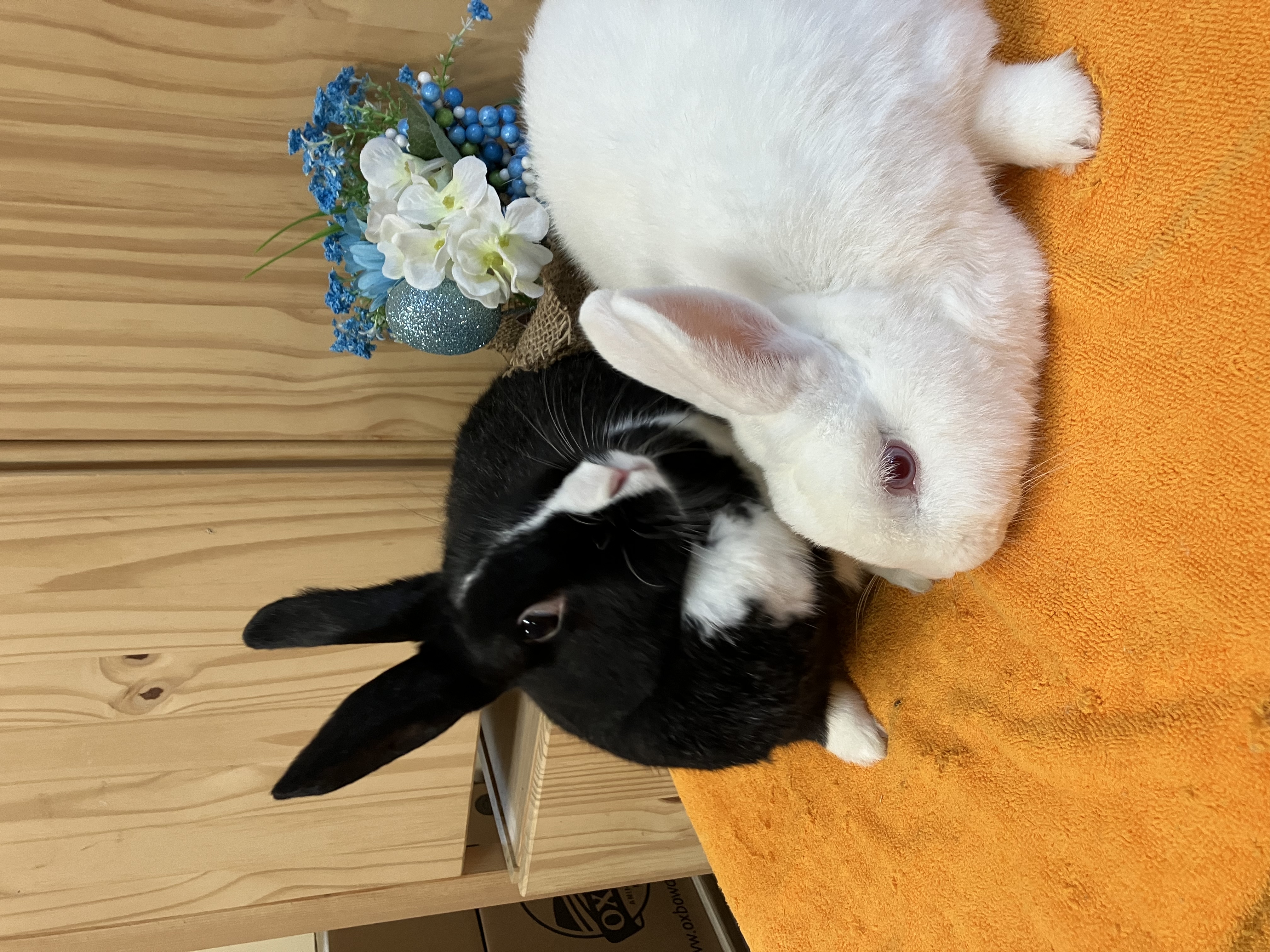 Simone & Norman (Vancouver), Adoptable, Adult Male Dutch & Florida White.