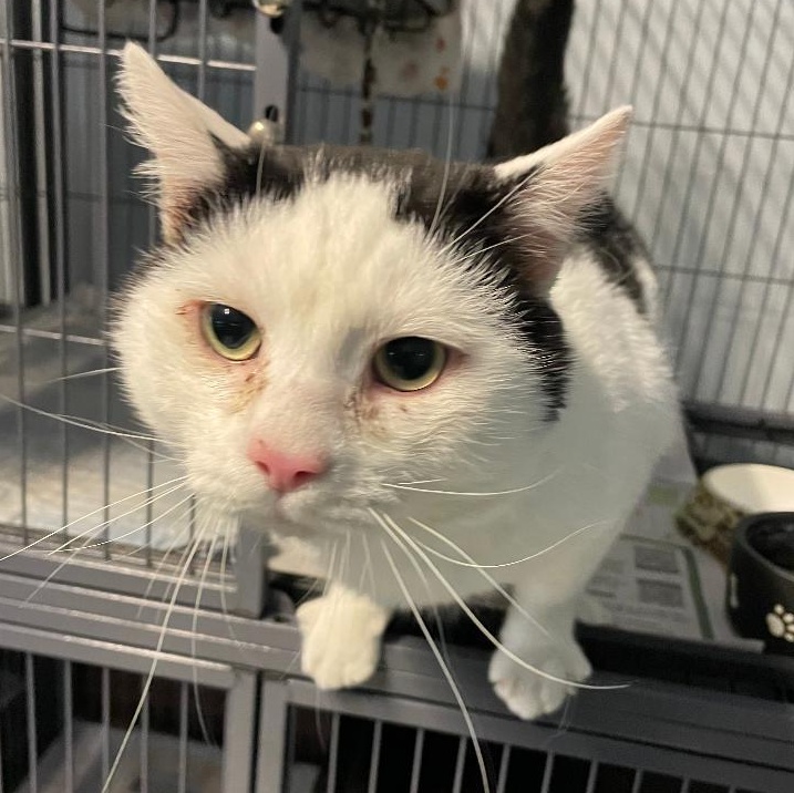 Enlarge Buddy, an adopted Domestic Short Hair in Spencer, IN image 2/2