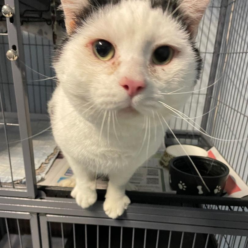 Buddy, adopted, Young Male Domestic Short Hair.