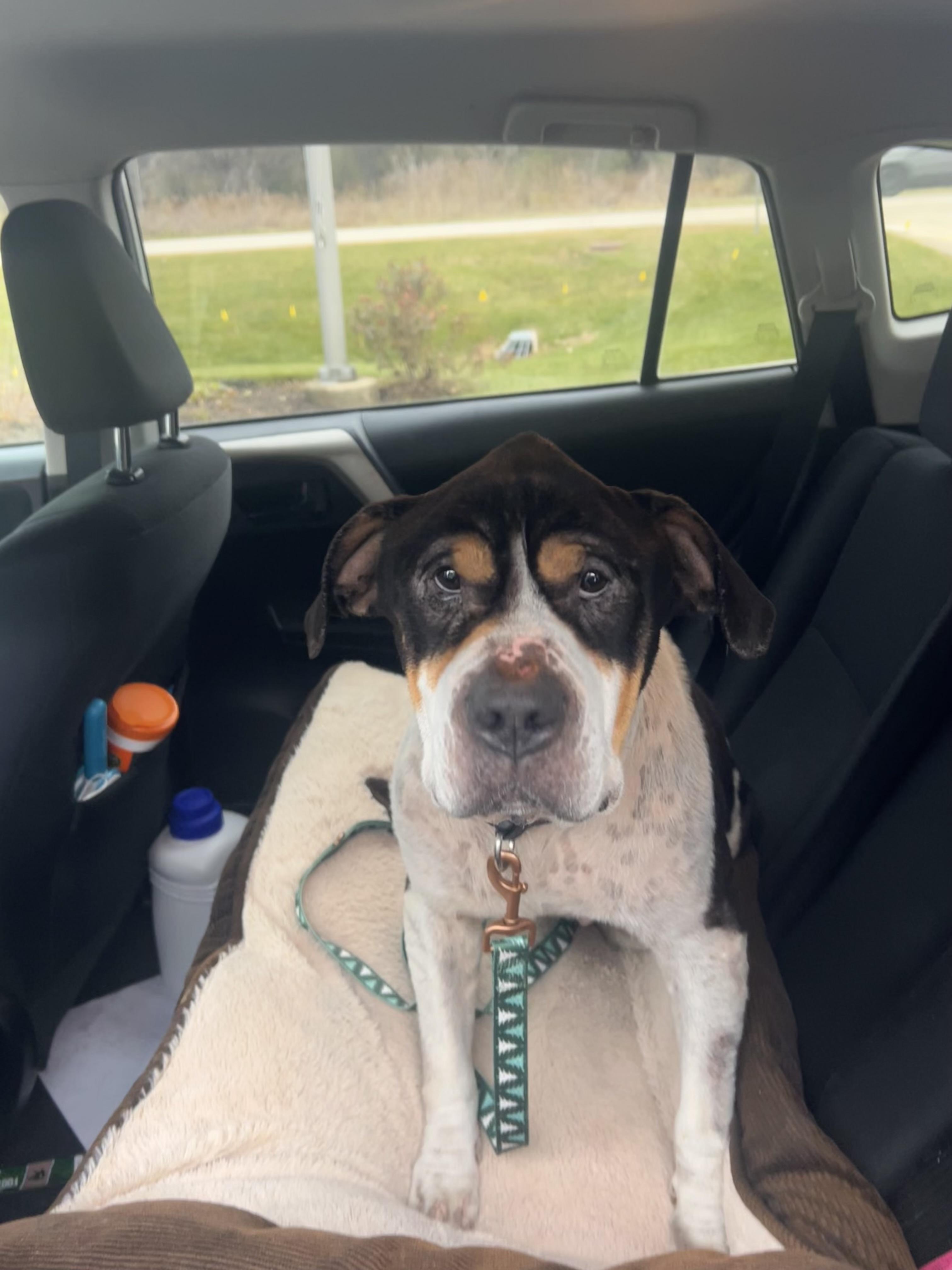 Enlarge Ozzy, a Adoptable mixed breed in Lockport, IL image 2/6