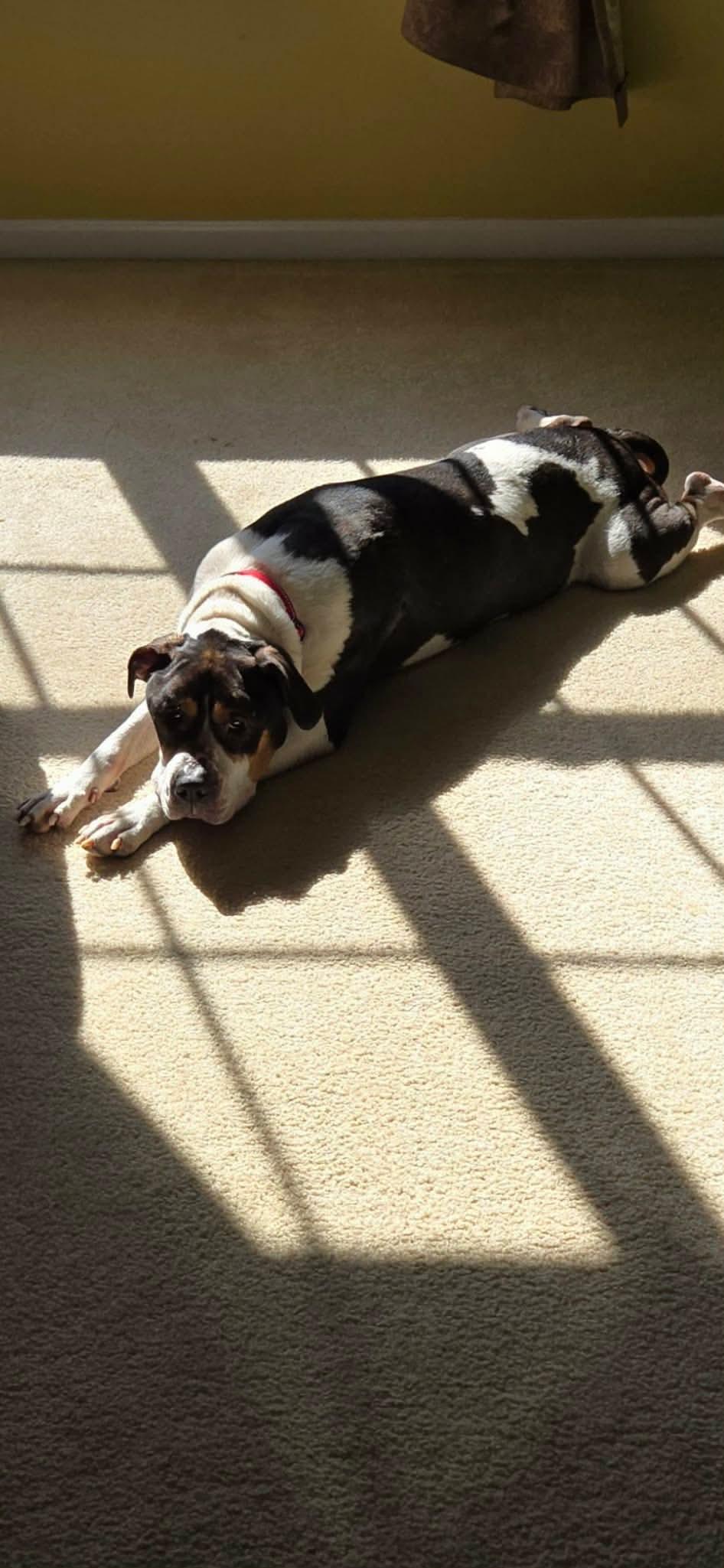 Ozzy, Adoptable, Senior Male English Coonhound & Pit Bull Terrier.