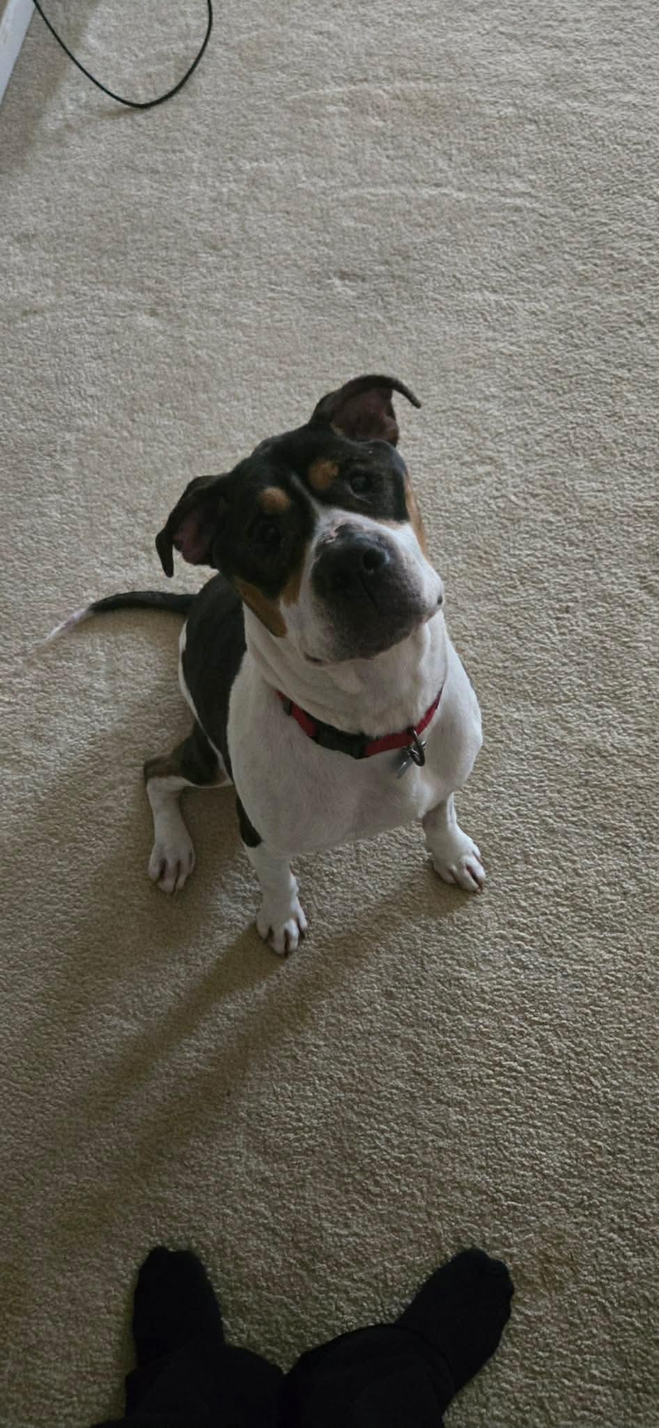 Enlarge Ozzy, a Adoptable mixed breed in Lockport, IL image 4/6