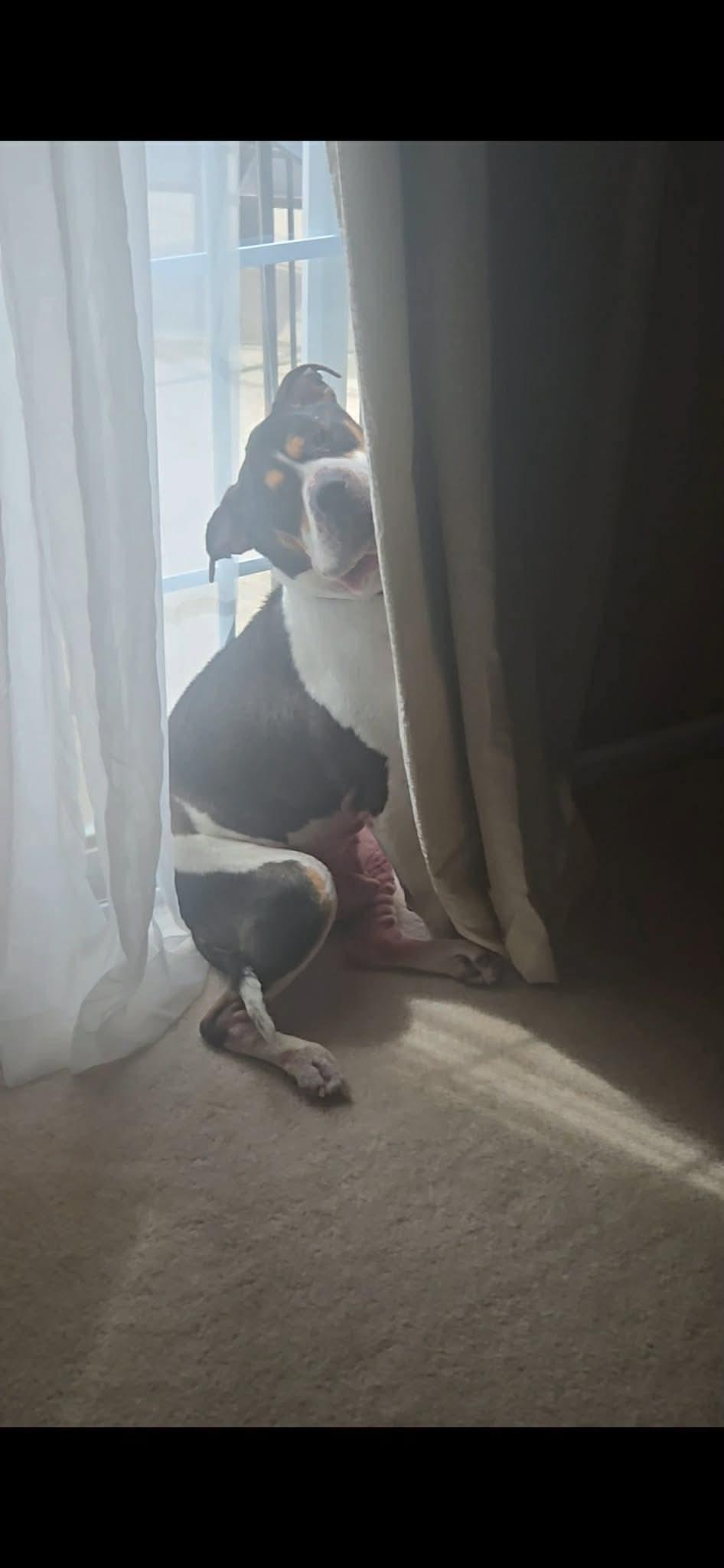 Enlarge Ozzy, a Adoptable mixed breed in Lockport, IL image 5/6