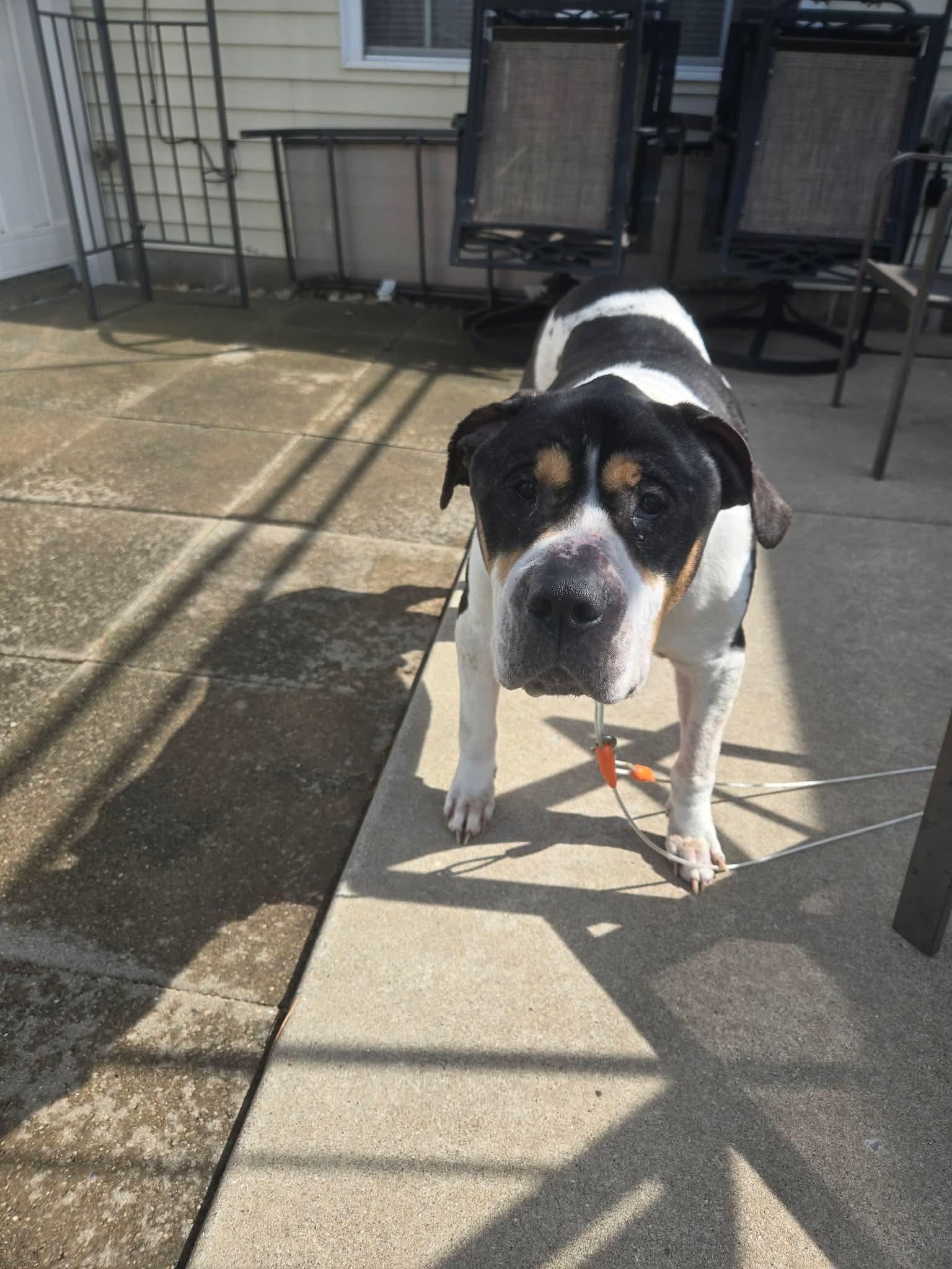 Enlarge Ozzy, a Adoptable mixed breed in Lockport, IL image 6/6