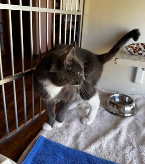 Jordyn, a Adoptable Domestic Short Hair in Hutchinson, MN image 3/3