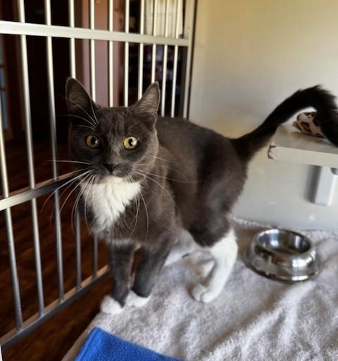 Jordyn, a Adoptable Domestic Short Hair in Hutchinson, MN image 1/3