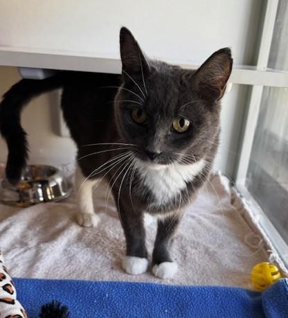 Jordyn, a Adoptable Domestic Short Hair in Hutchinson, MN image 2/3