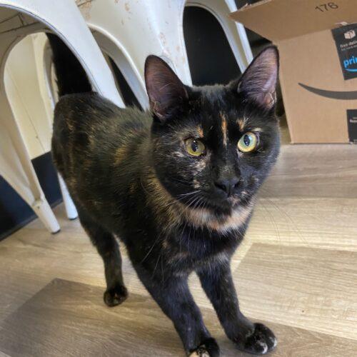 Miso, Adoptable, Young Female Domestic Short Hair.