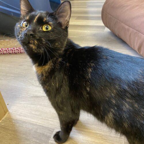 Enlarge Miso, a Adoptable Domestic Short Hair in Grand Junction, CO image 2/5