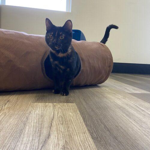 Enlarge Miso, a Adoptable Domestic Short Hair in Grand Junction, CO image 3/5