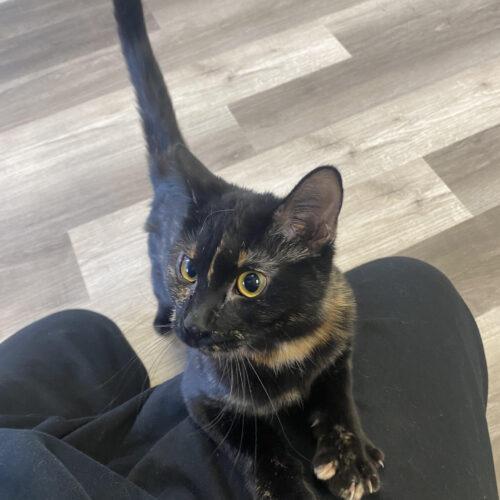 Enlarge Miso, a Adoptable Domestic Short Hair in Grand Junction, CO image 4/5